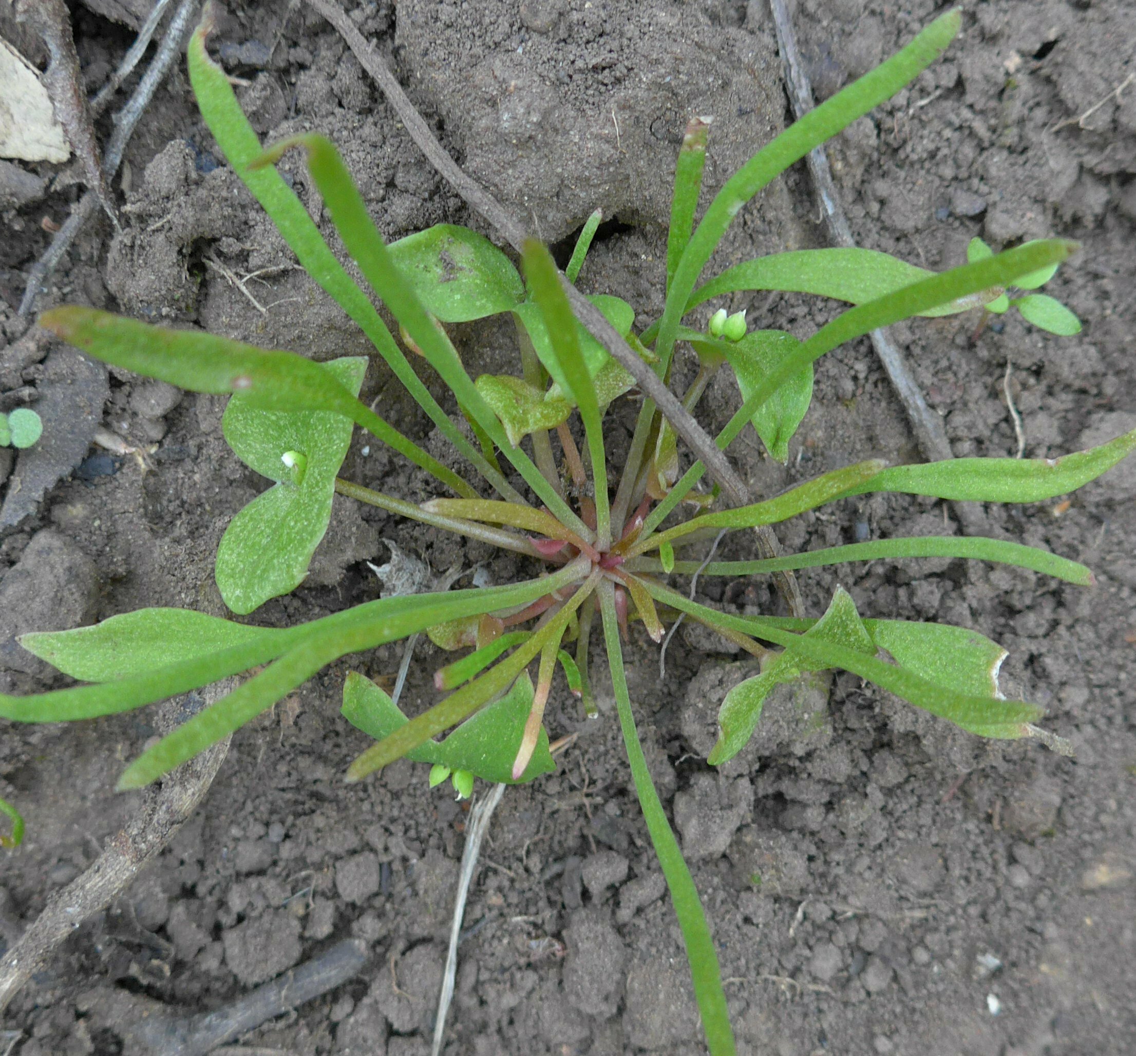 High Resolution Claytonia perfoliata Shoot